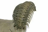 Flying Crotalocephalina Trilobite - Exposed Hypostome #359235-5